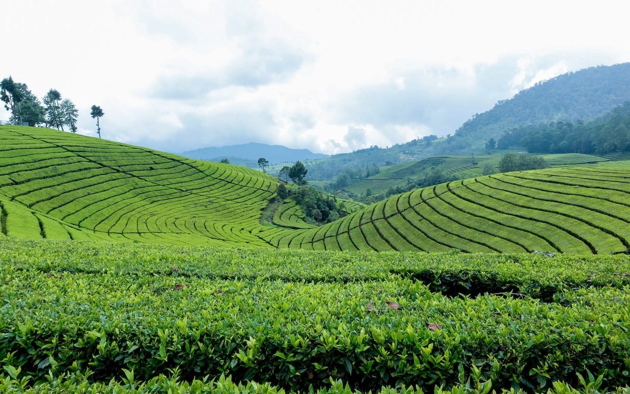 The Tea Fields